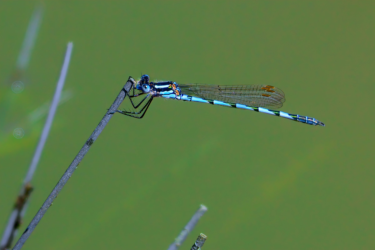 about timeline damselfly